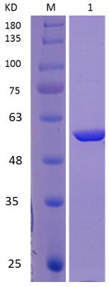12% SDS-PAGE analysis profiles of purified PA3340-372-682 (CBB stained)